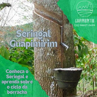 Seringal Guapimirim