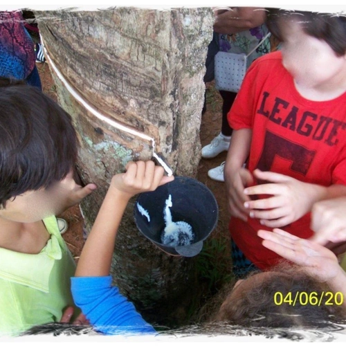 Seringal de Guapimirim