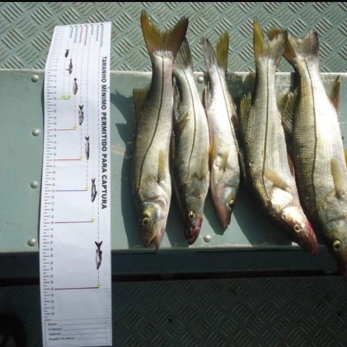 Pesca do Robalo