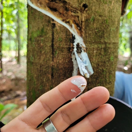 Seringal de Guapimirim