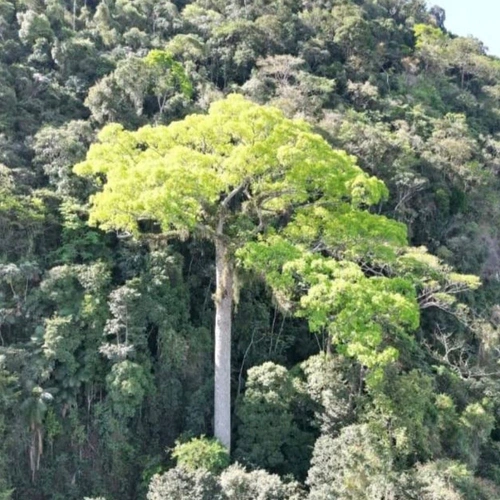 Reserva Florestal Jequitiba Rosa de Guapi