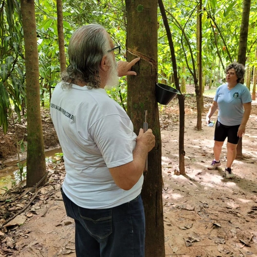 Seringal de Guapimirim