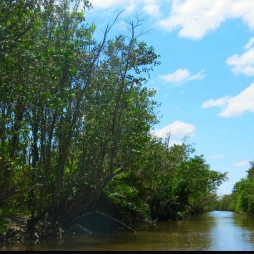 Pantanal Fluminense + Observação dos Botos Cinza