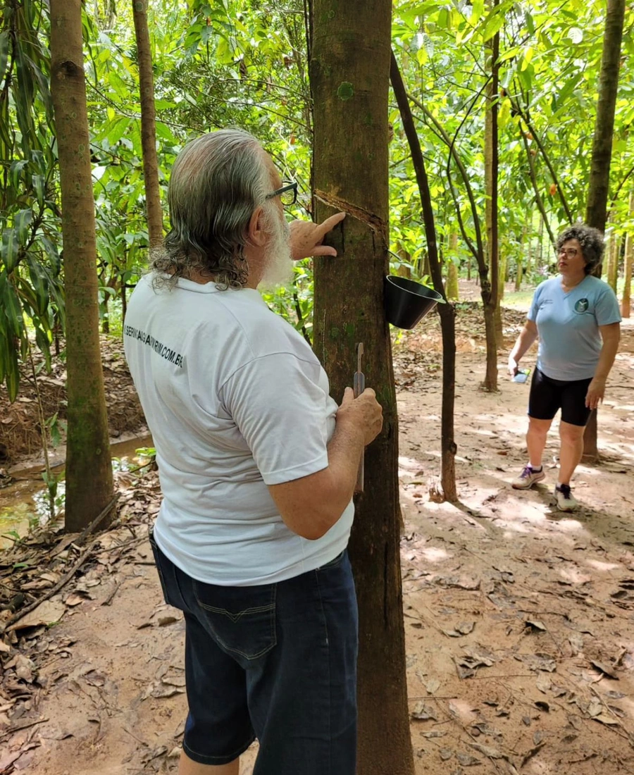 Seringal de Guapimirim